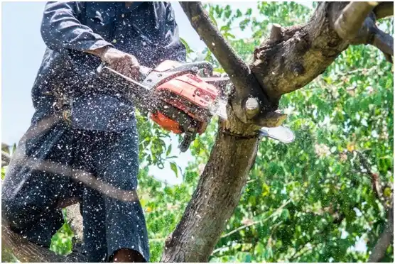 tree services Mount Enterprise